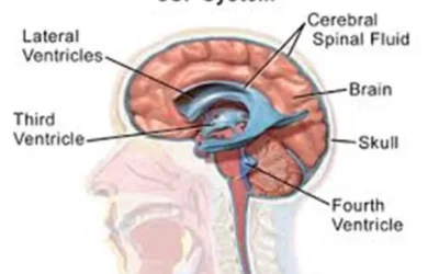 Cerebrospinal Fluid