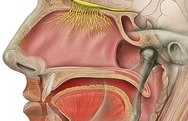 Cerebrospinal Fluid (CSF) Leak