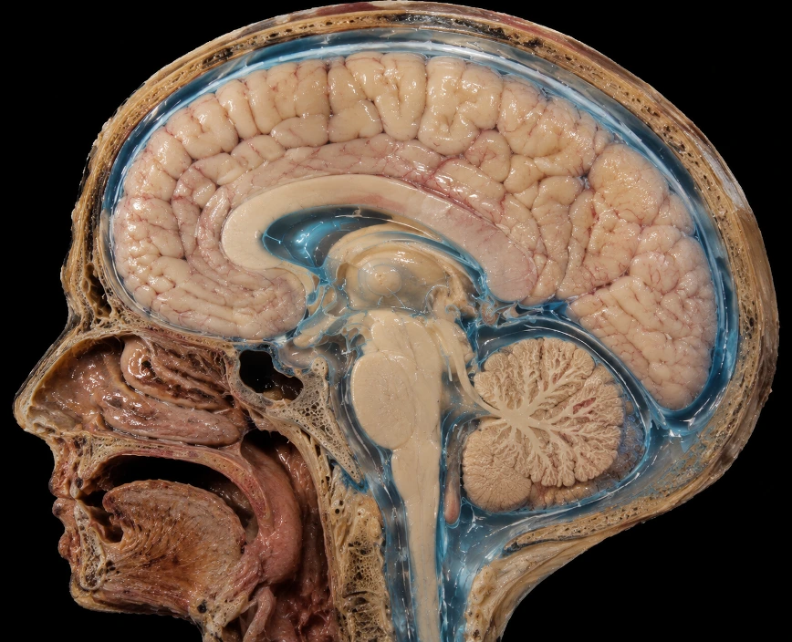 Sagittal cross-section of a human head showing brain anatomy: cerebrum, cerebellum, brainstem, and spinal cord with blue-tlo fluid around ventricles (educational model).
